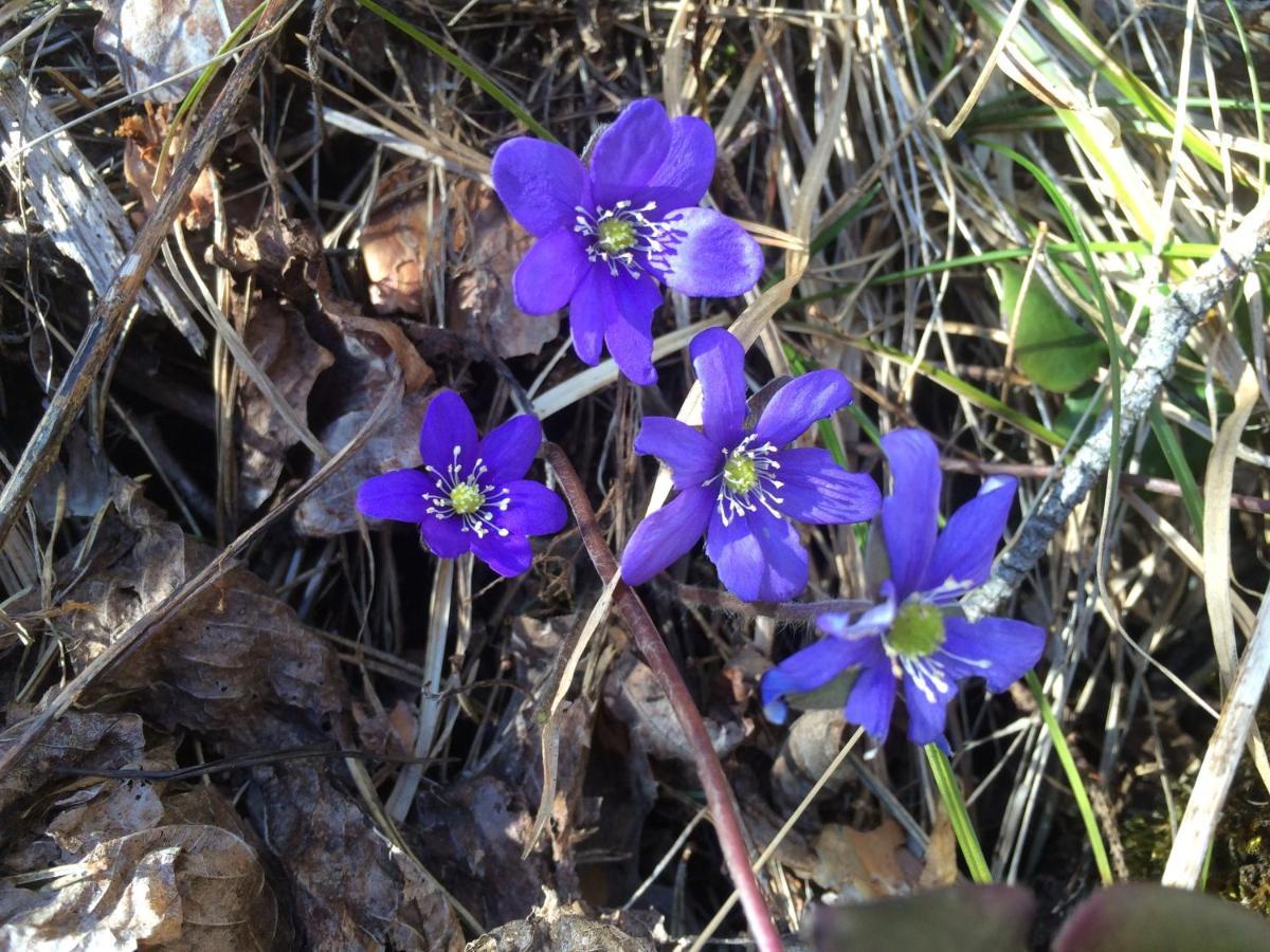 Готель Gardsturisme Sonstebo Бьо Екстер'єр фото